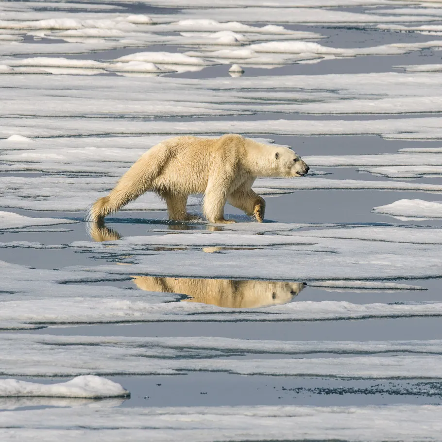 טיול לשפיצברגן - 10 ימים - הפלגת עומק בספינה פרטית